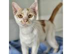 Adopt Honey Bee a Orange or Red Domestic Shorthair / Mixed cat in Huntsville