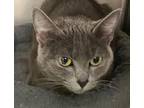 Adopt Katula a Russian Blue