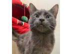 Adopt Rogue a Domestic Short Hair