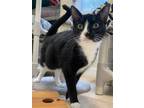 Adopt Frida a Domestic Short Hair