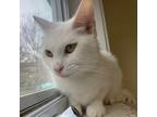 Adopt Polaris a Manx