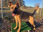 Adopt KOA a Tan/Yellow/Fawn German Shepherd Dog / Mixed dog in McKinleyville