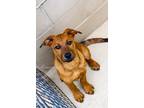 Adopt Iris-Emma a German Shepherd Dog / Mixed Breed (Medium) / Mixed dog in