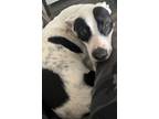 Adopt Lacey a White - with Black Border Collie / Border Collie dog in Harper