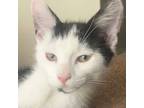 Adopt Baxter a Domestic Shorthair / Mixed (short coat) cat in New York