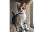 Adopt Carlie a Domestic Shorthair / Mixed (short coat) cat in Dalton
