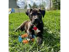 Adopt Truffle a Mixed Breed
