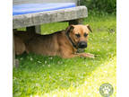 Adopt Ares a Brown/Chocolate American Pit Bull Terrier / German Shepherd Dog /
