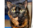 Adopt Lupin a Domestic Short Hair