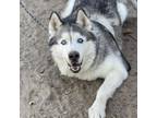 Adopt Shelby a White - with Tan, Yellow or Fawn Siberian Husky / Mixed dog in