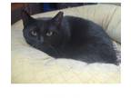 Adopt Michelle a Domestic Short Hair