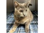 Adopt Spider a Domestic Short Hair