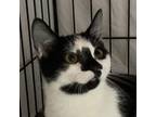 Adopt Beamer 2023 a All Black Domestic Shorthair / Mixed cat in Bensalem