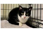 Adopt Mama Pancake a Black & White or Tuxedo Domestic Shorthair / Mixed cat in