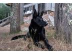 Adopt Samson a Black German Shepherd Dog / Mixed dog in Hull, MA (38674615)
