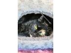 Adopt Marlene a Domestic Short Hair