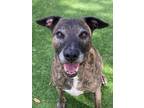 Adopt TURTLE a Brindle Mixed Breed (Medium) / Mixed dog in Palmetto