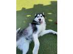 Adopt KODI a Black - with White Alaskan Malamute / Mixed dog in Upland