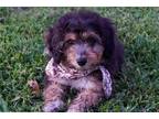 Aussiedoodle Puppy for sale in Fort Worth, TX, USA