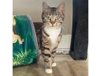 Adopt Athena a Domestic Short Hair