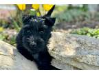 Scottish Terrier Puppy for sale in Manhattan, KS, USA