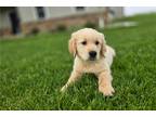 Golden Retriever Puppy for sale in Fort Wayne, IN, USA