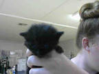 Adopt SAGE SOL a All Black Domestic Longhair / Mixed (long coat) cat in Atlanta