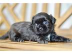 Shih Tzu Puppy for sale in Joplin, MO, USA