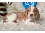 Beagle Puppy for sale in Springfield, MO, USA