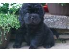 Chinese Shar-Pei Puppy for sale in Tulsa, OK, USA