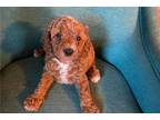 Cavapoo Puppy for sale in Kansas City, MO, USA