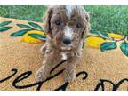 Cavapoo Puppy for sale in Kansas City, MO, USA