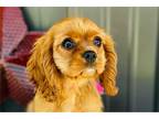 Cavalier King Charles Spaniel Puppy for sale in Springfield, MO, USA