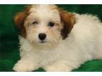 Havanese Puppy for sale in Springfield, MO, USA