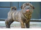 Chinese Shar-Pei Puppy for sale in Tulsa, OK, USA