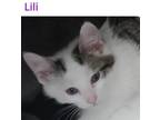 Adopt Lili a White Domestic Shorthair / Mixed cat in Peoria, IL (38671370)