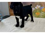 Cane Corso Puppy for sale in Bloomington, IN, USA