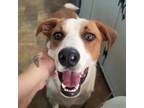 Adopt Peter a Red/Golden/Orange/Chestnut Foxhound / Mixed dog in Willington