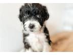 Aussiedoodle Puppy for sale in Springfield, MO, USA