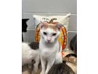 Adopt Casper a Domestic Shorthair / Mixed (short coat) cat in Dalton