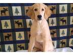 Golden Retriever Puppy for sale in Springfield, MO, USA