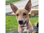 Adopt Billy a Brindle Mixed Breed (Medium) / Mixed dog in Kansas City