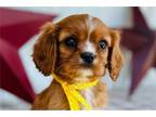 Cavalier King Charles Spaniel Puppy for sale in Springfield, MO, USA