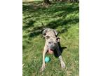 Adopt Lewey a Brindle - with White Mutt / Mixed dog in Atlantic Highlands