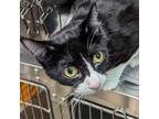 Adopt Kirk a All Black Domestic Shorthair / Mixed cat in Cumming, GA (38901948)
