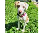 Adopt French Vanilla a Mixed Breed