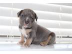 Mutt Puppy for sale in Los Angeles, CA, USA