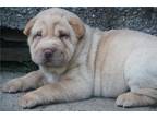 Chinese Shar-Pei Puppy for sale in Tulsa, OK, USA