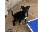 Adopt Michigan a Black Border Collie / German Shepherd Dog / Mixed dog in