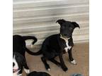 Adopt Washington a Black Border Collie / German Shepherd Dog / Mixed dog in
